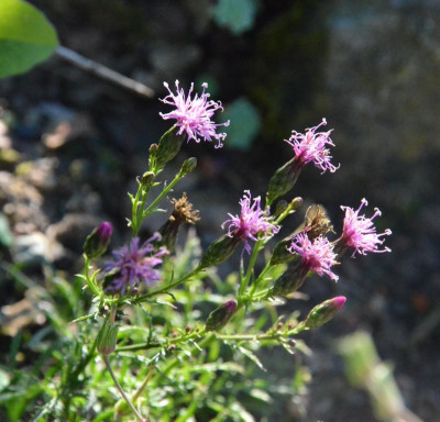 Serratula_seoanei.18-1.jpg
