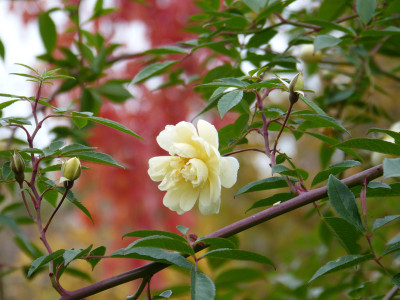 2018-11-03 Rosen 'Christine Helene'.jpg