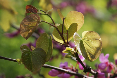 Cercis-Rausch-1.jpg