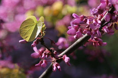 Cercis-Rausch-2.jpg