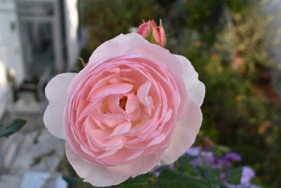 Astern, Rosen 006.JPG