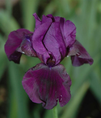 A3394a_Large.JPG