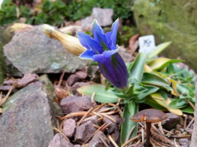 G. acaulis oder G. occidentalis  4.11.18 .png