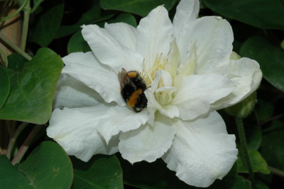 A3397_Large.JPG