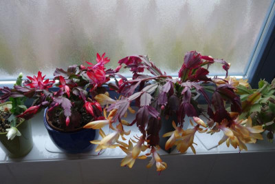 Schlumbergera.18-1.jpg