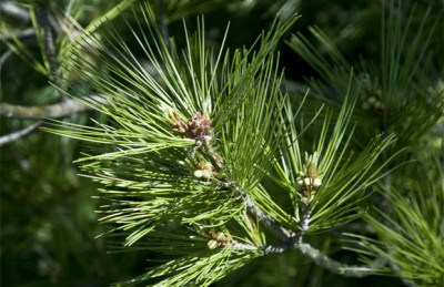 NI4_7414_retusche_01_620x402.jpg