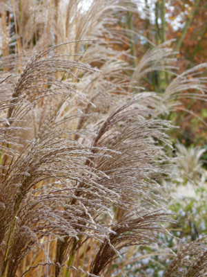 2018-11-03 Miscanthus 'Makramee'.jpg
