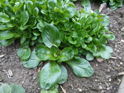 Feldsalat Riesling.jpg