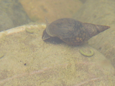 Wasserschnecke.jpg