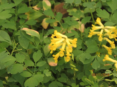 letzte Blüten 1 IMG_7733.jpg