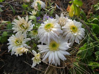 Chrysantheme koreana 'Edelweiss'.JPG