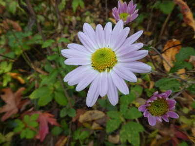 Chrysantheme 'Hebe'.JPG