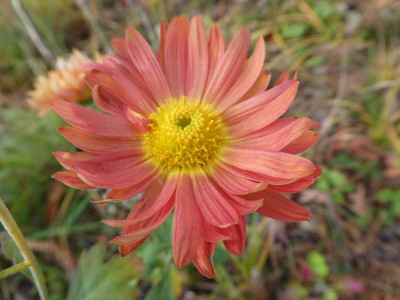 Chrysantheme unbekannt.JPG