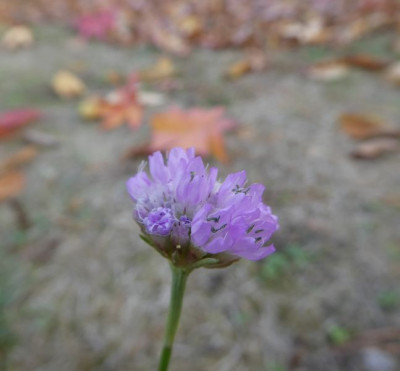 Armeria maritima 181105.jpg