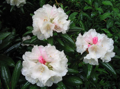 Rhododendron_yakushimanum_Koichiro__Wada_fars_2007.jpg