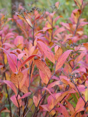 2018-11-05 Spiraea japonica.jpg