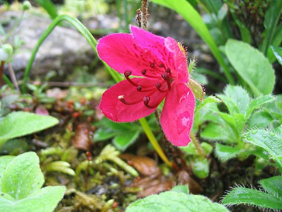 Rhododendron_camtchaticum_fars_2007.jpg