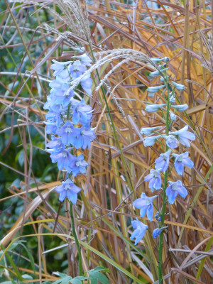 2018-11-05 Delphinium 'Gletscherwasser'.jpg