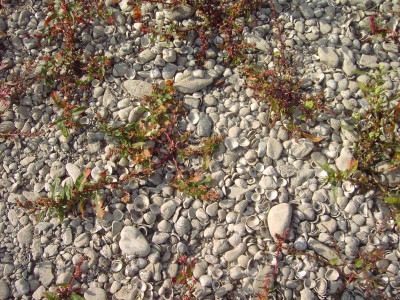 PICT2403.JPG