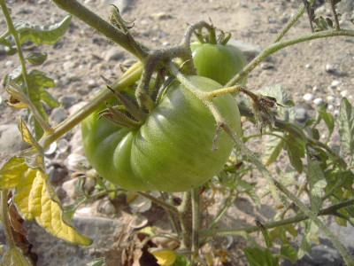 PICT2423.JPG