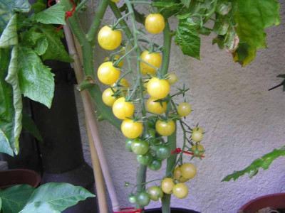pommeblanche.jpg