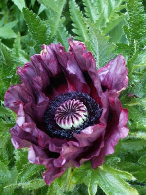 Pattys-Plum-05-07.jpg