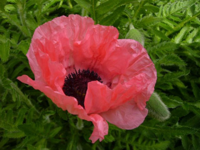 Mohn.1.JPG