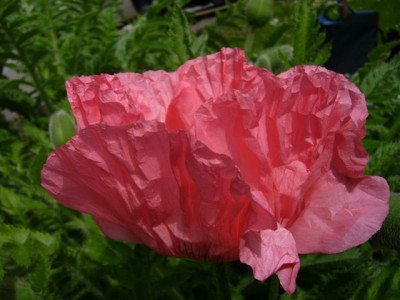 Mohn.0.JPG
