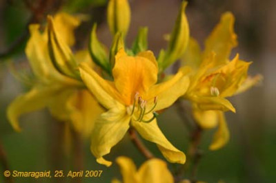 04_Rhododendron_7245.jpg