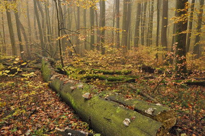Hainich_4.jpg