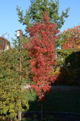 DSC_0050.JPG