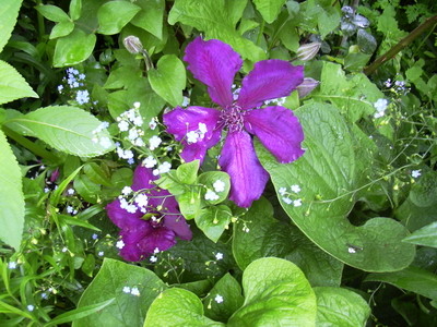 clem.mai_004.jpg