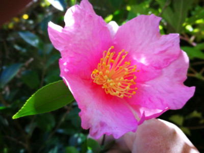 IMG_20181103_102224 Camellia sasanqua Hi-No-Hakama - Kopie.jpg