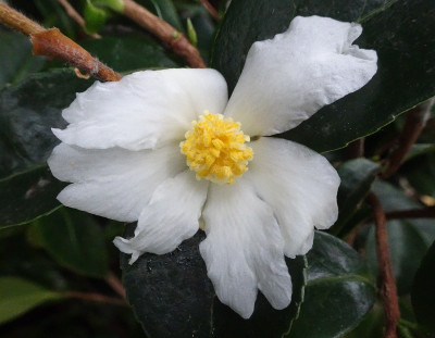 Meiocarpa.jpg