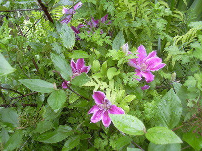 clem.mai_008.jpg