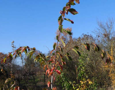 Carpinus caroliniana 181106.jpg