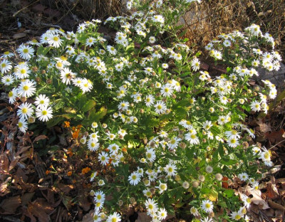 IMG_4505_Aster_Ashvi_6Nov2018_.jpg