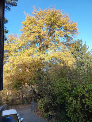 IMG_20181107_085642.jpg