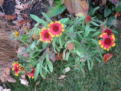 Gaillarda x grandiflora 'Kobold'_7474.jpg