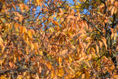novemberbilder18 018.JPG