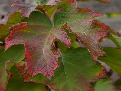 Hydrangea_quercifolia.JPG