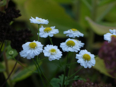 Tanacetum_parthenium.JPG