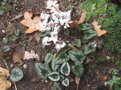 Cyclamen Friedhof5 2018.jpg