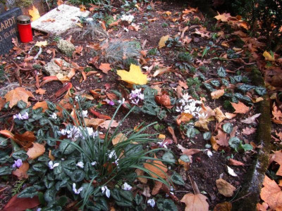 Cyclamen Freidhof2018.jpg