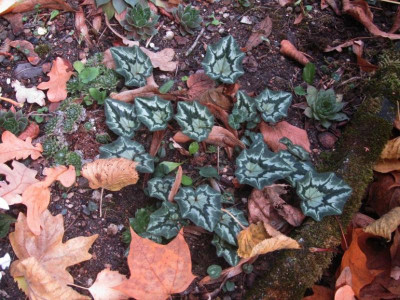 Cyclamen Friedhof 3 2018.jpg