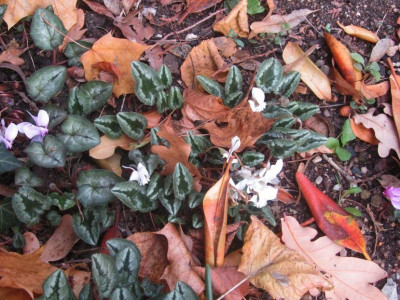 Cyclamen Friedhof4 2018.jpg