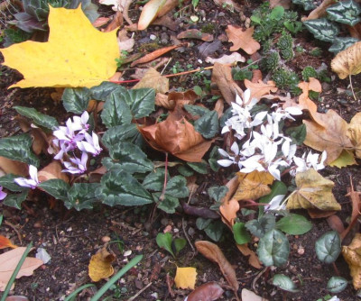 Cyclamen Friedhof2 2018.jpg