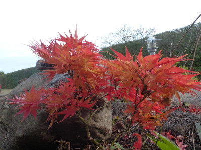 P1020451.JPG