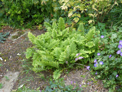 2017-10-02 Privatgarten 23.jpg