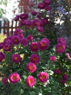 Chrysanthemum-Ewald.18-2.jpg